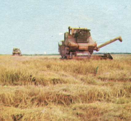  .  . The northern Crimea. Harvesting rice