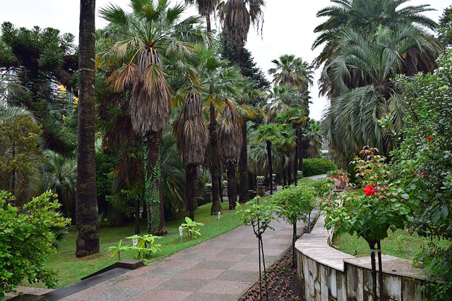   - https://upload.wikimedia.org/wikipedia/commons/thumb/a/ab/Sochi_Arboretum2.jpg/1024px-Sochi_Arboretum2.jpg